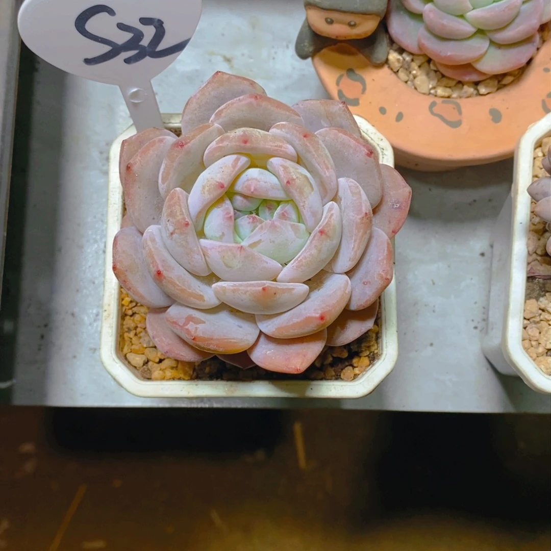 f****）雪天使单头多肉植物