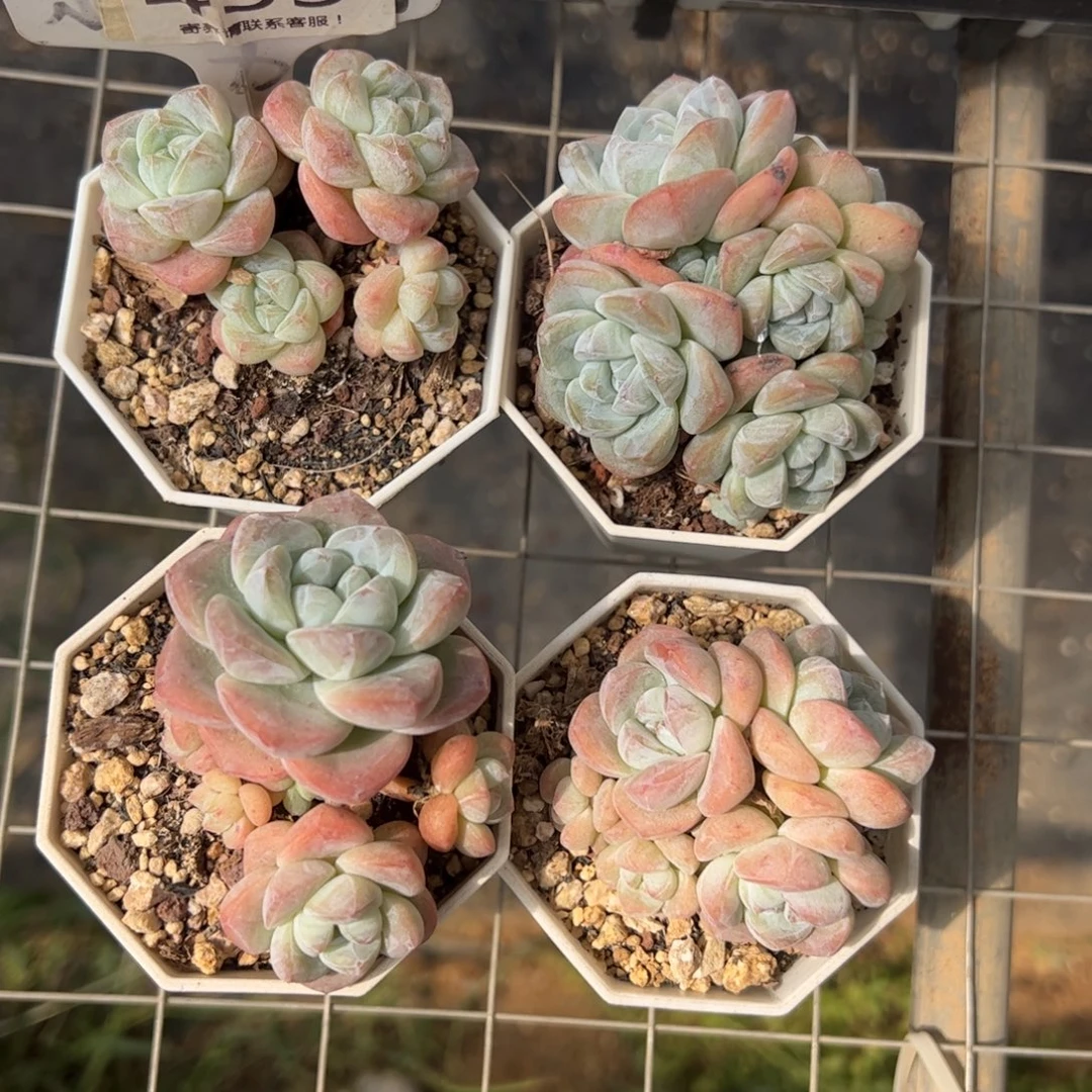小***青433号冰玉多肉植物