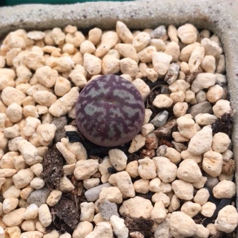 晓****前多肉肉锥 Y661八重墨