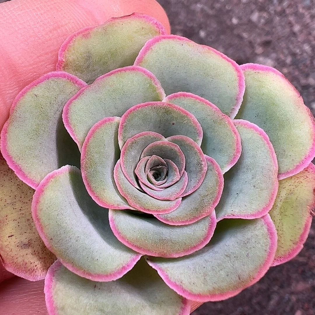 糖糖101 绝色一号福利