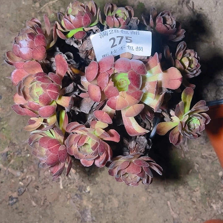 275花花公子多肉植物