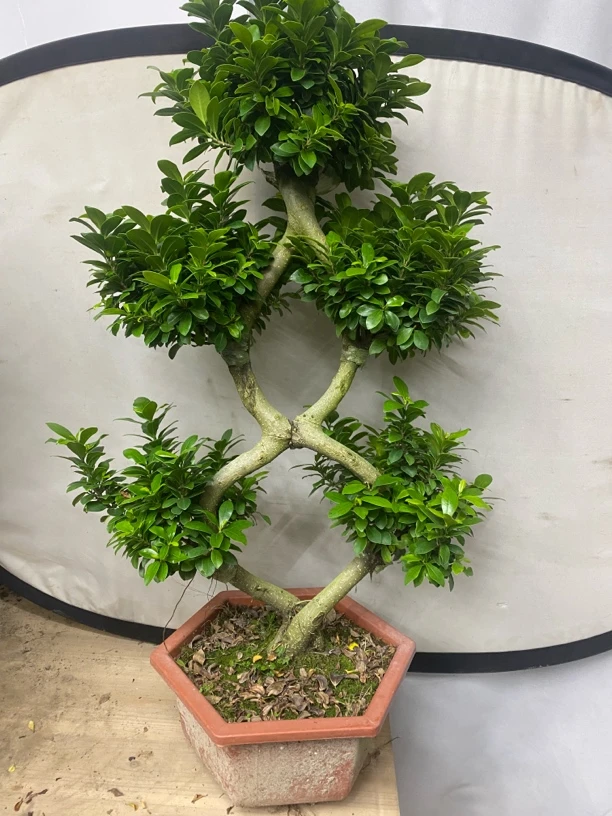 (顺丰)8字造型金钱榕盆景室内外好养植物