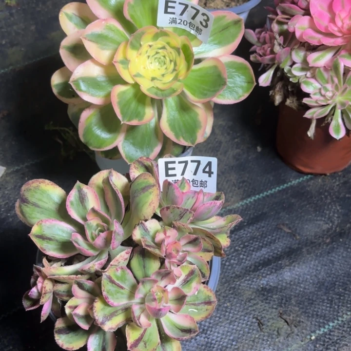 瑞妈一物一拍773.774