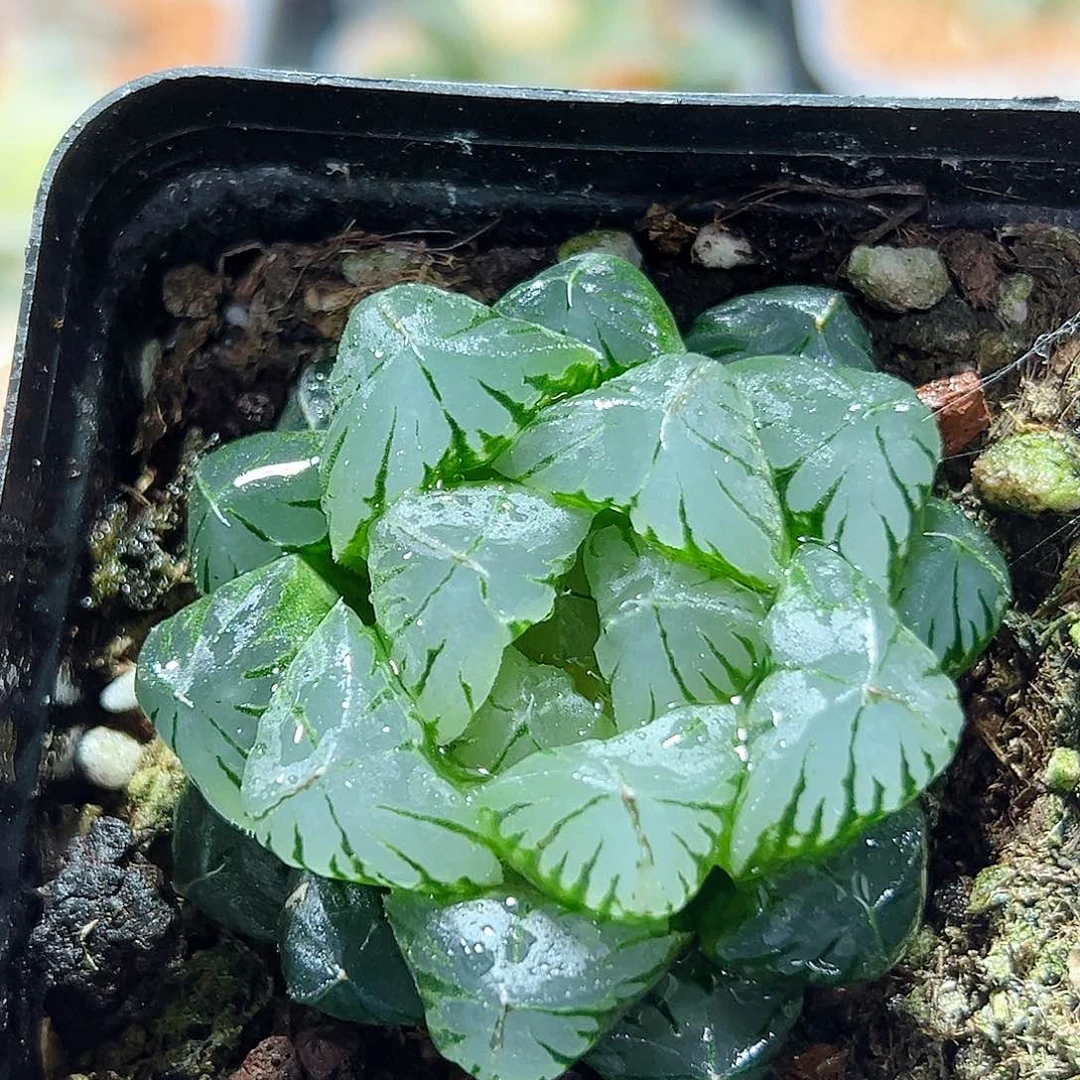 十二卷多肉水晶玉露