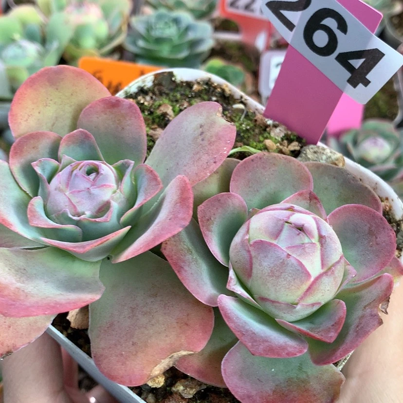 【闪购商品】yjj264帕2颗