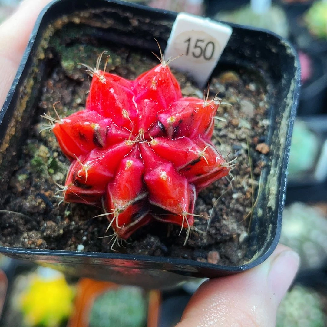 非偏远地区满25包邮仙人球裸根