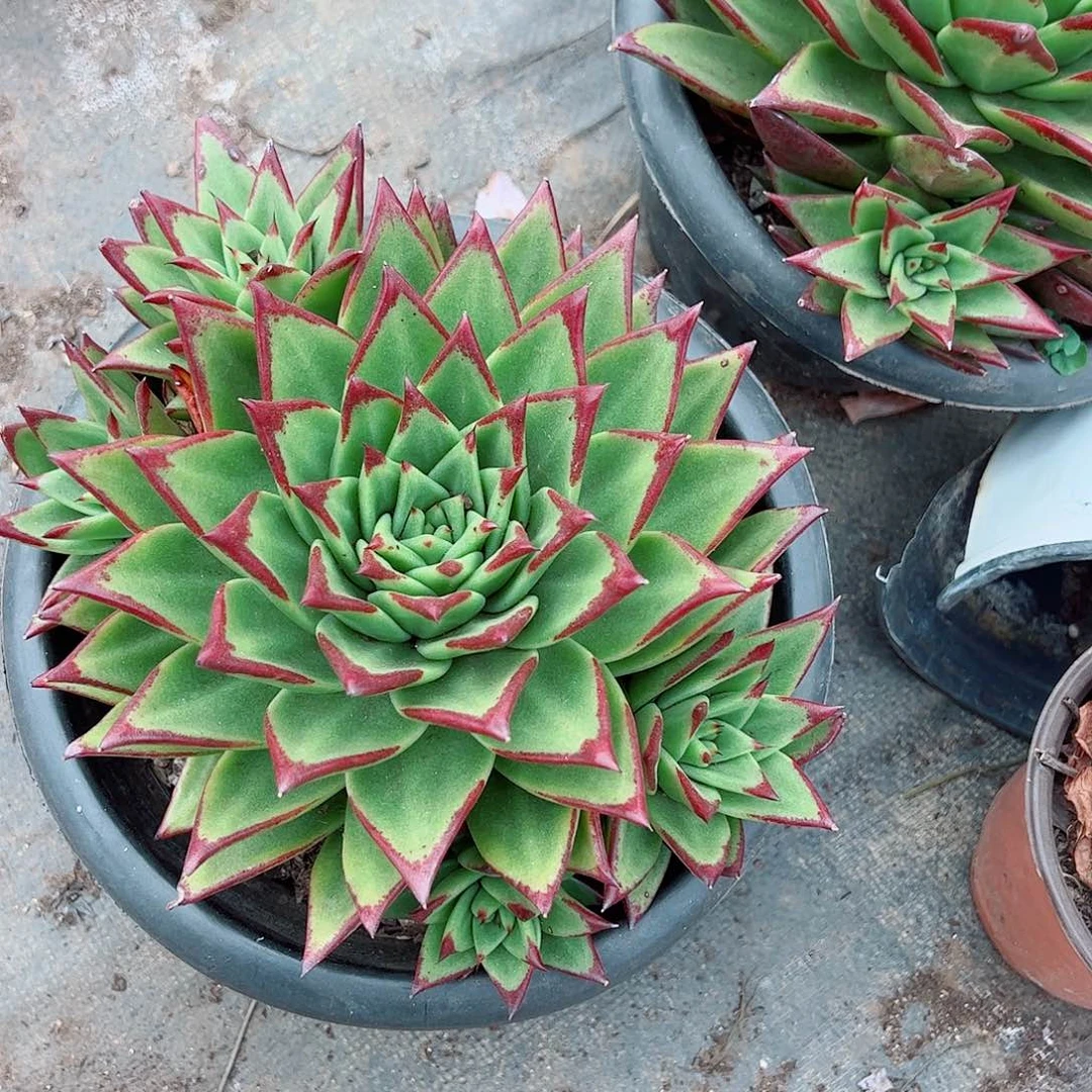 口红大单头带仔精品特价