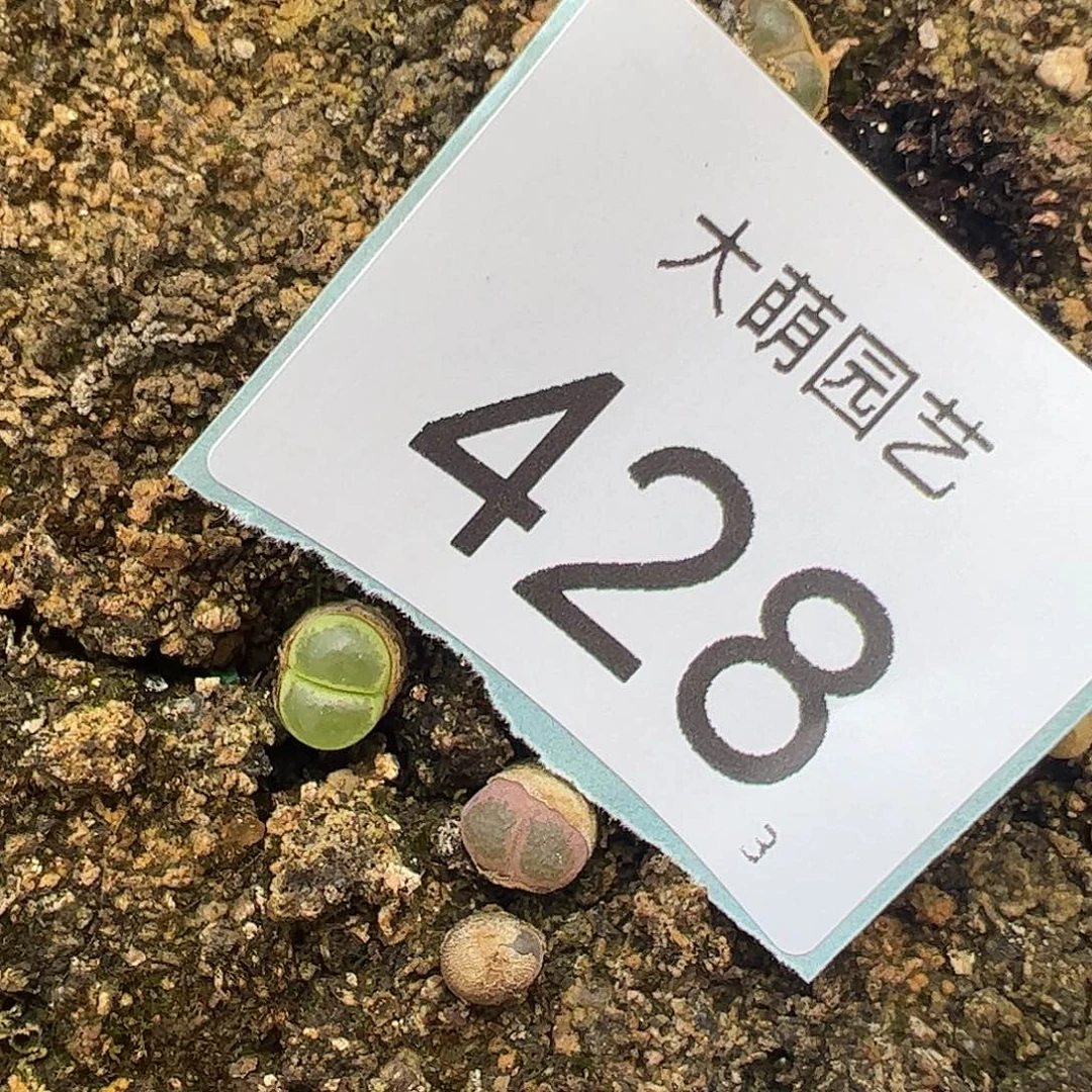 0000428量拍Y1风铃1颗恩东尺寸小