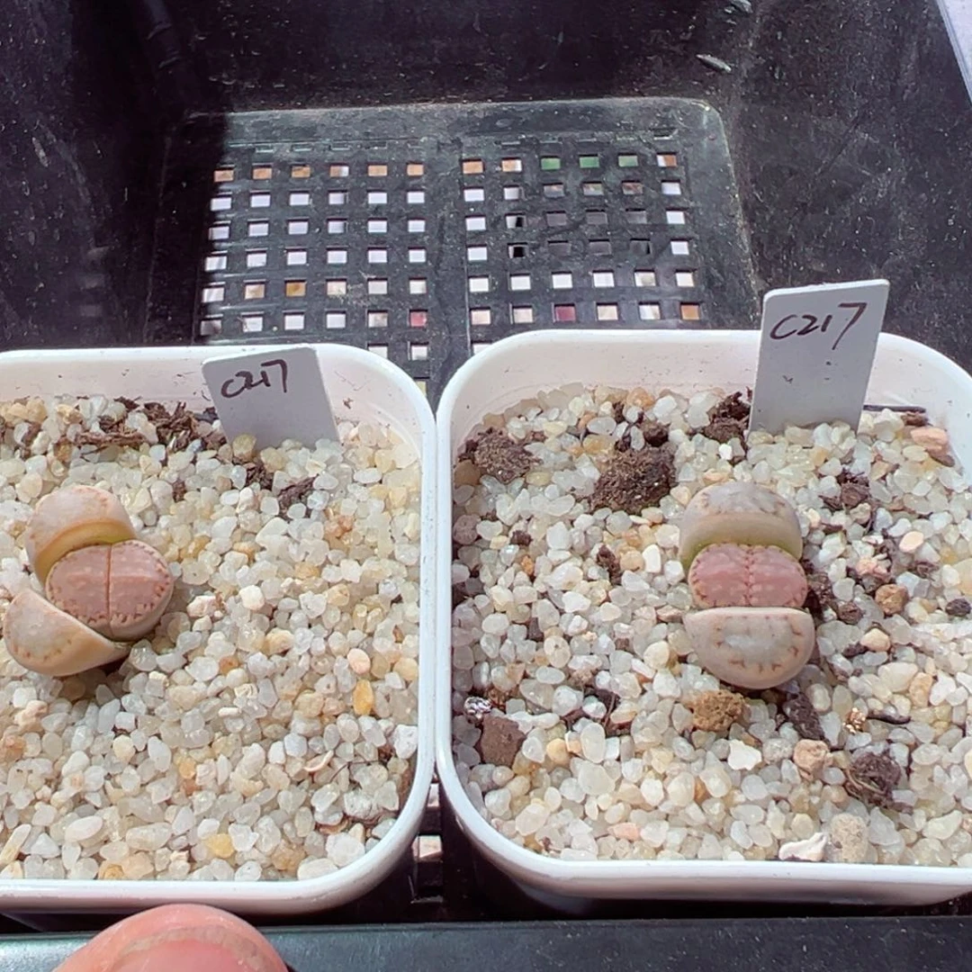 布****4216-198.我是真的