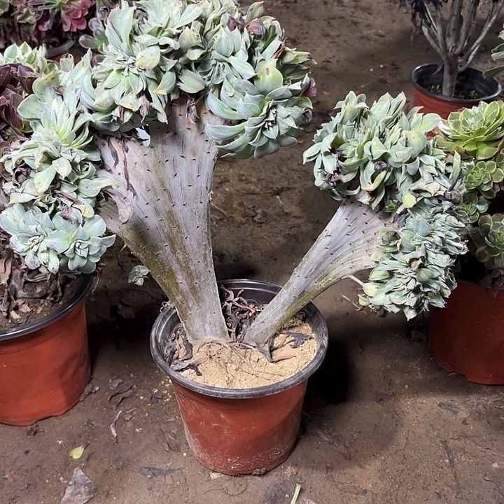 多肉植物黄中斑缀38