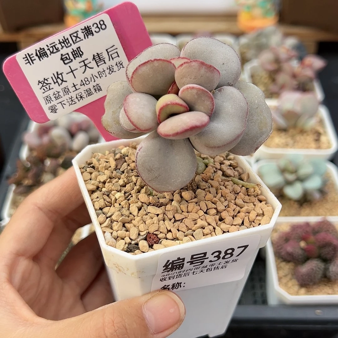 葫***子387白肌红蛋多肉