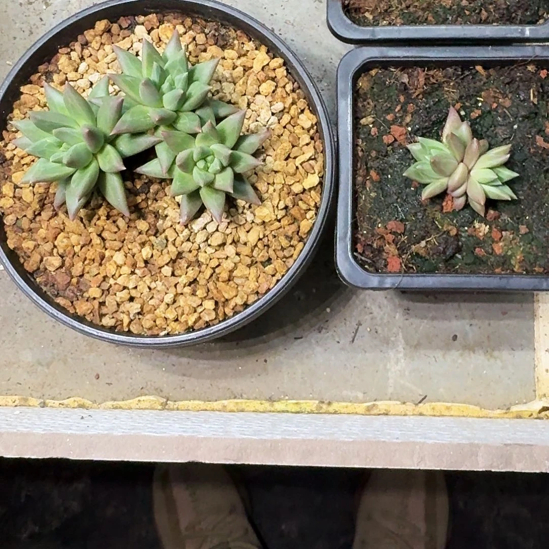 狼牙个体 叶插 一物一拍