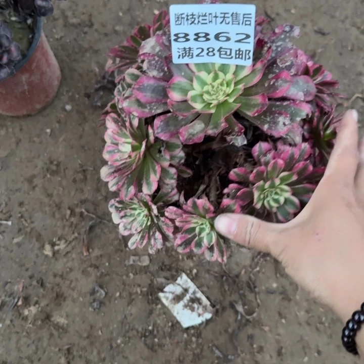 @***我8862二号棚红铜壶D