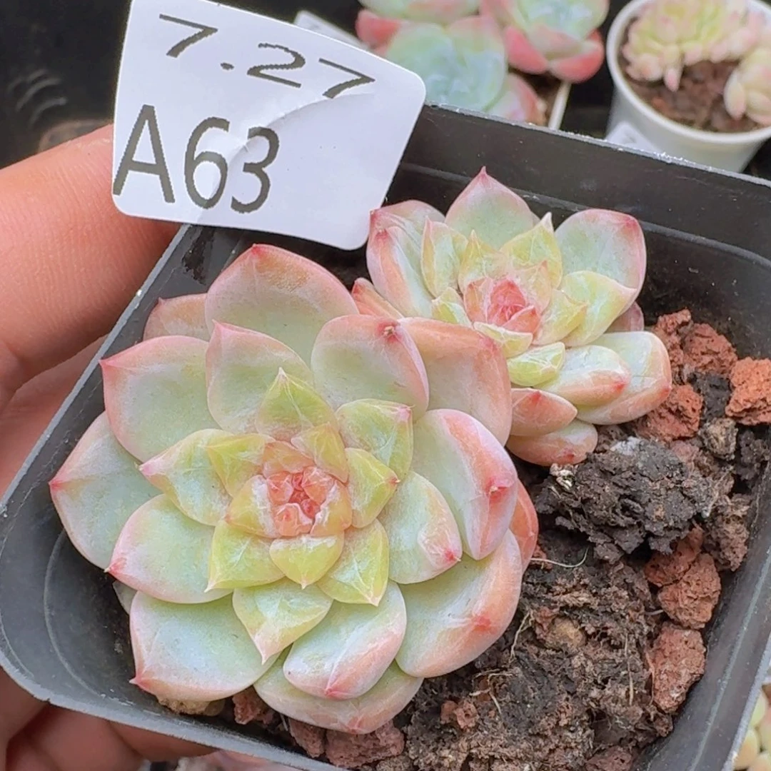 双头冰魄一颗脱土