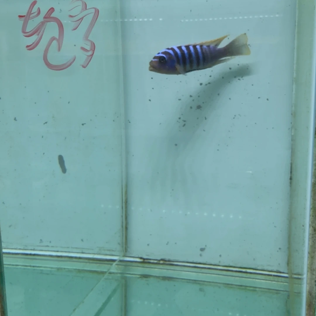 慈鲷1073野轮多费恩。