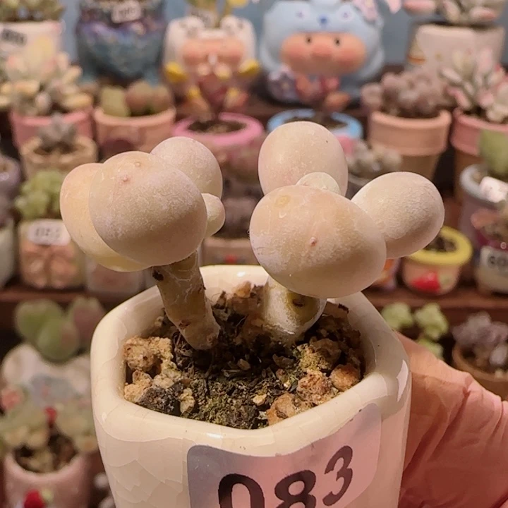 双头小蛋黄奶 盆口2.5cm