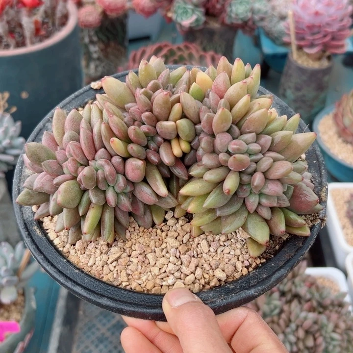 精品多肉植物老桩