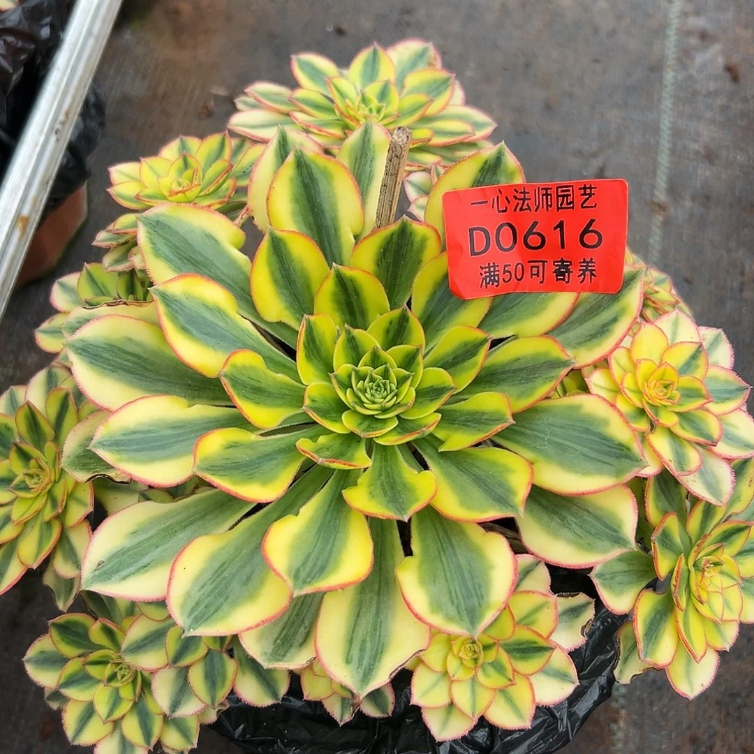 0616多肉植物太阳神