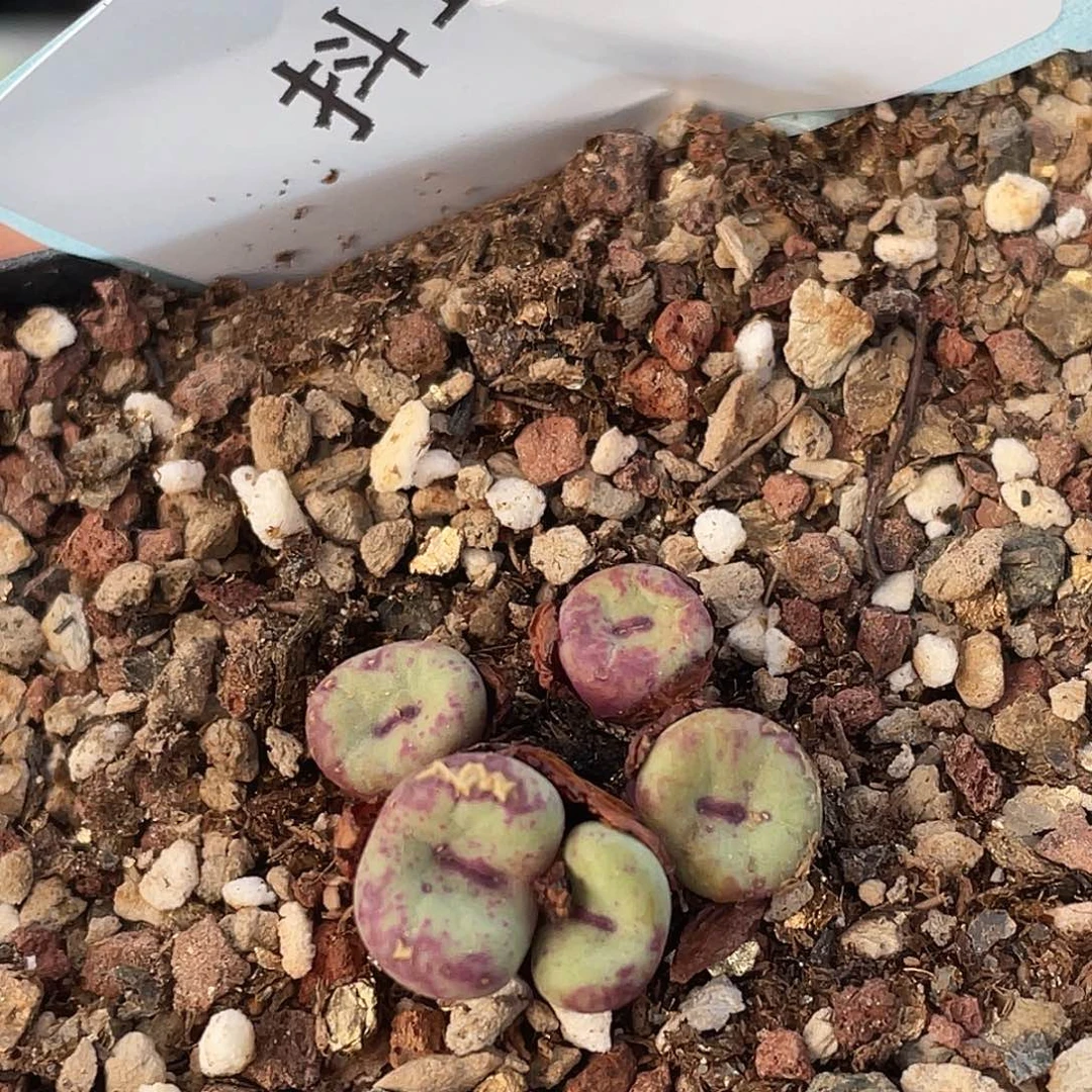 16-5嘴多肉植物肉锥