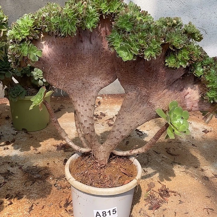 A815柠檬缀化45-1脱土包邮
