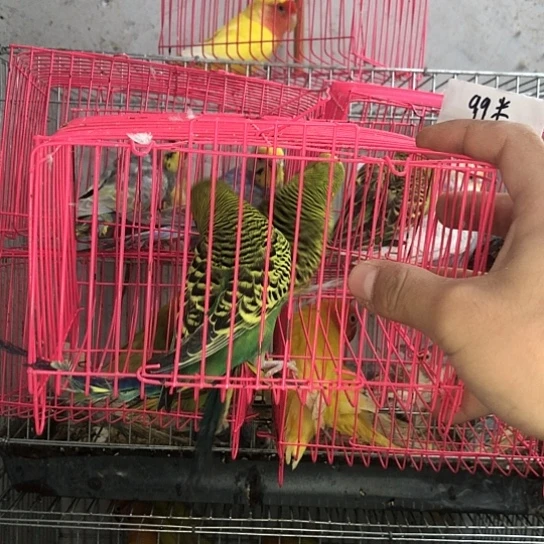 虎皮鹦鹉一物一拍