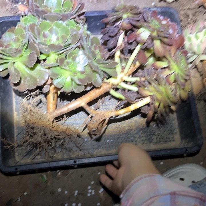 不售后法师黑➕玫瑰