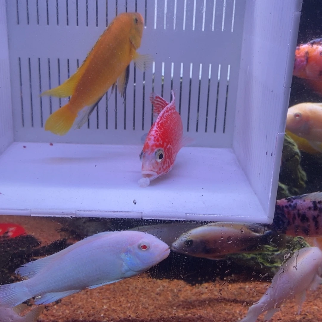 神***凯慈鲷鱼直播54号2条