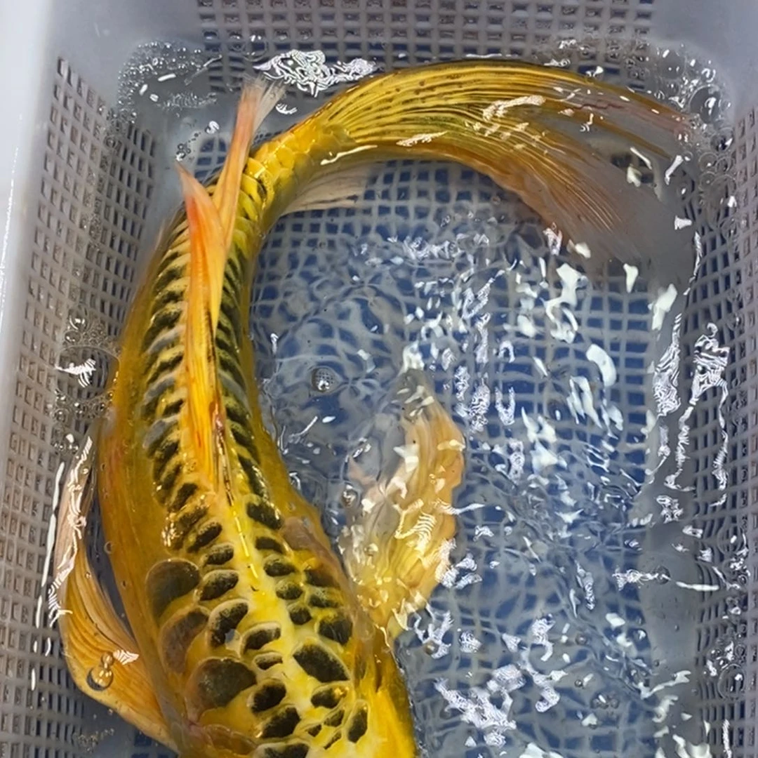 锦鲤冷水锦鲤包邮