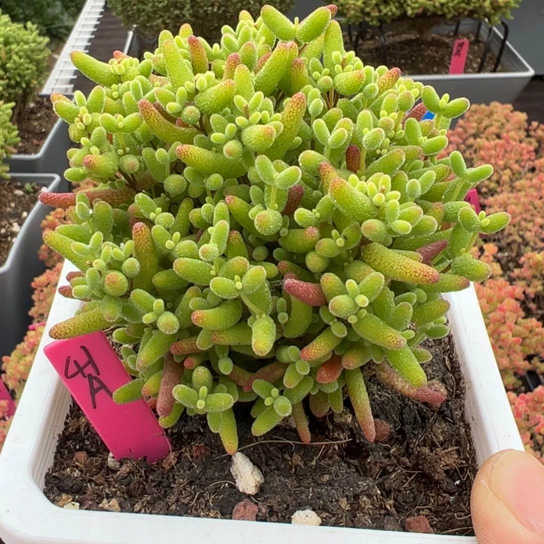 蜜橘糖球10cm盆一物一拍41A