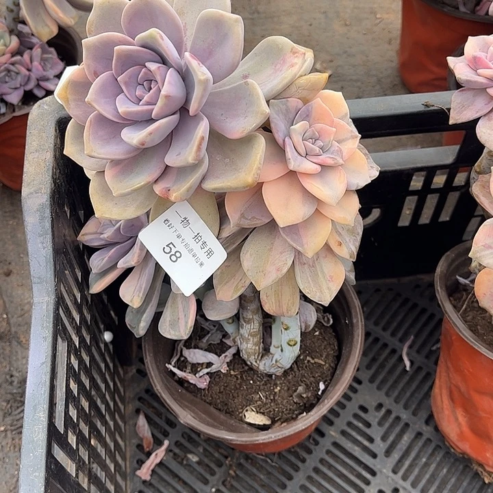 紫乐锦群，一物一拍