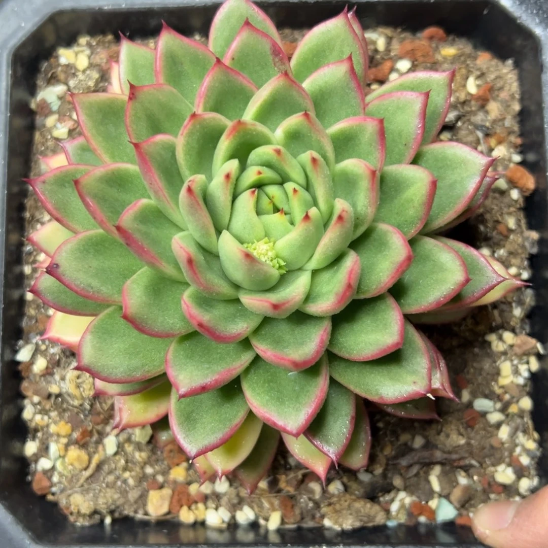 多肉植物一物一拍（135号）