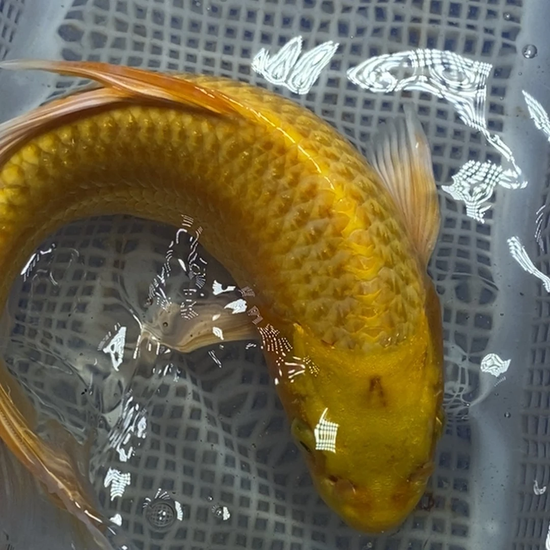 锦鲤冷水锦鲤包邮