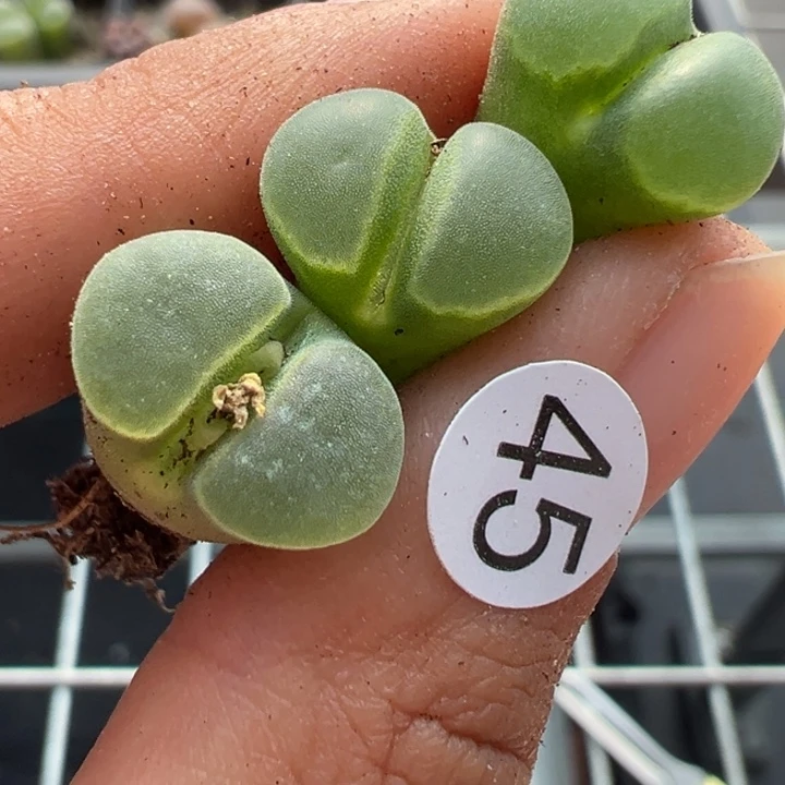 45号双111福利不代表平时价格