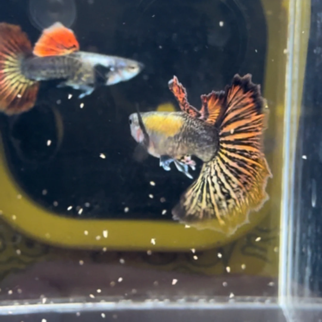 泰系红龙孔雀鱼观赏鱼小型鱼热带鱼野生系纹路顺丰发货入缸不包损