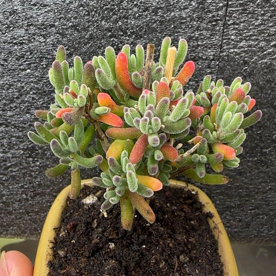 dy0381C位荔枝红红火火带盆