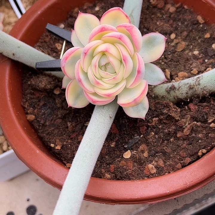 侧影锦多肉植物饭