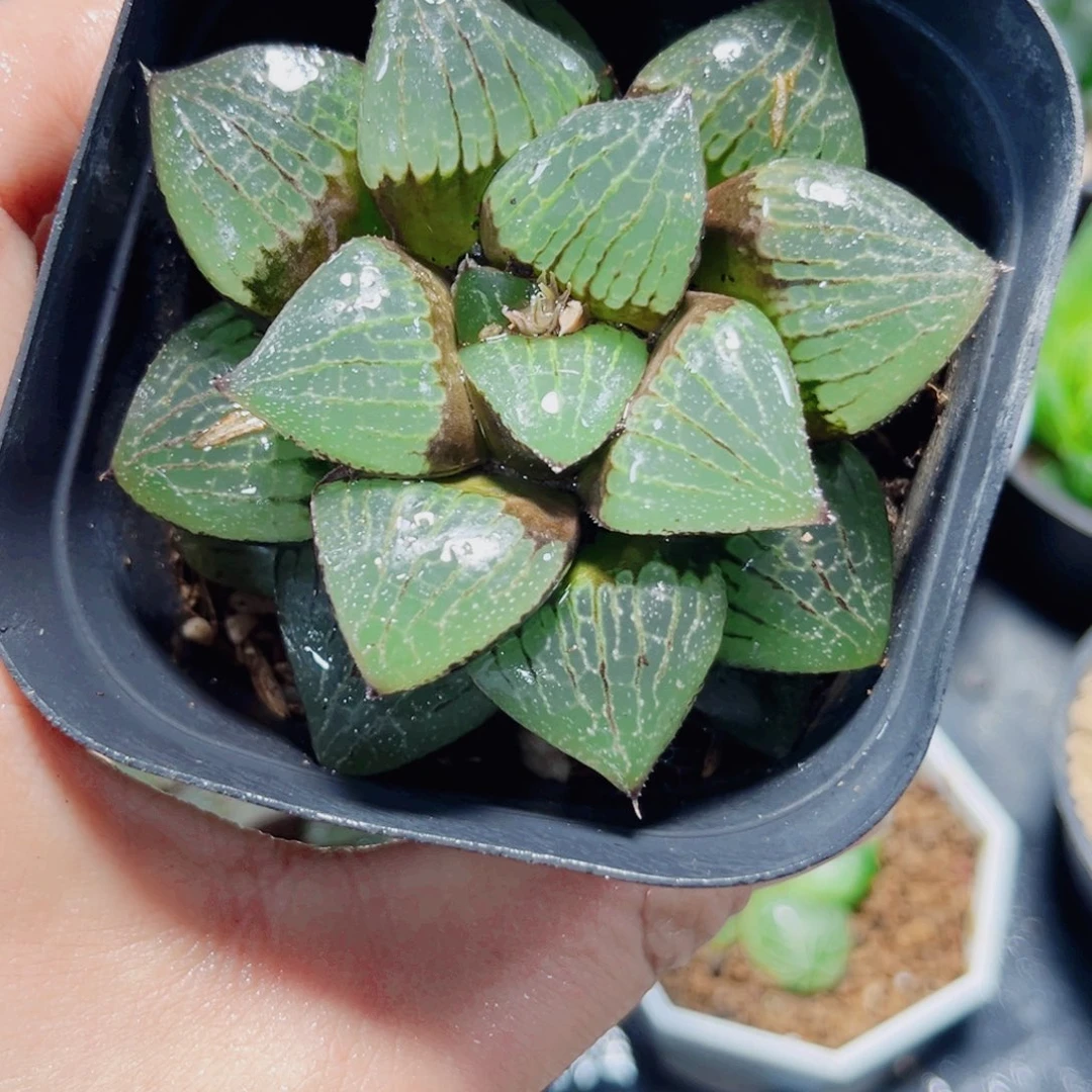 日月潭多肉植物66666