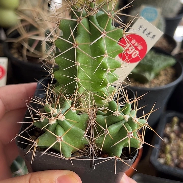 实生篝火虾群一棵仙人球