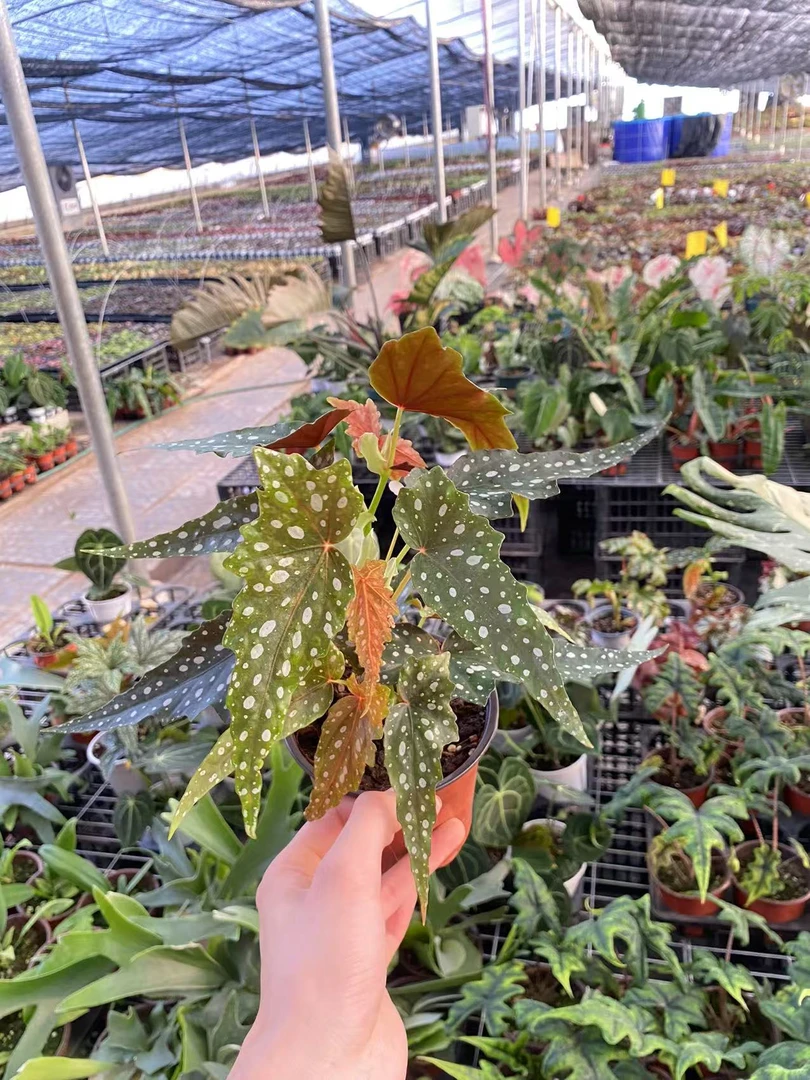 秋海棠盆栽室内绿植沙丁鱼鳟鱼竹节秋海棠粉旗鱼蟆叶海棠观叶植物