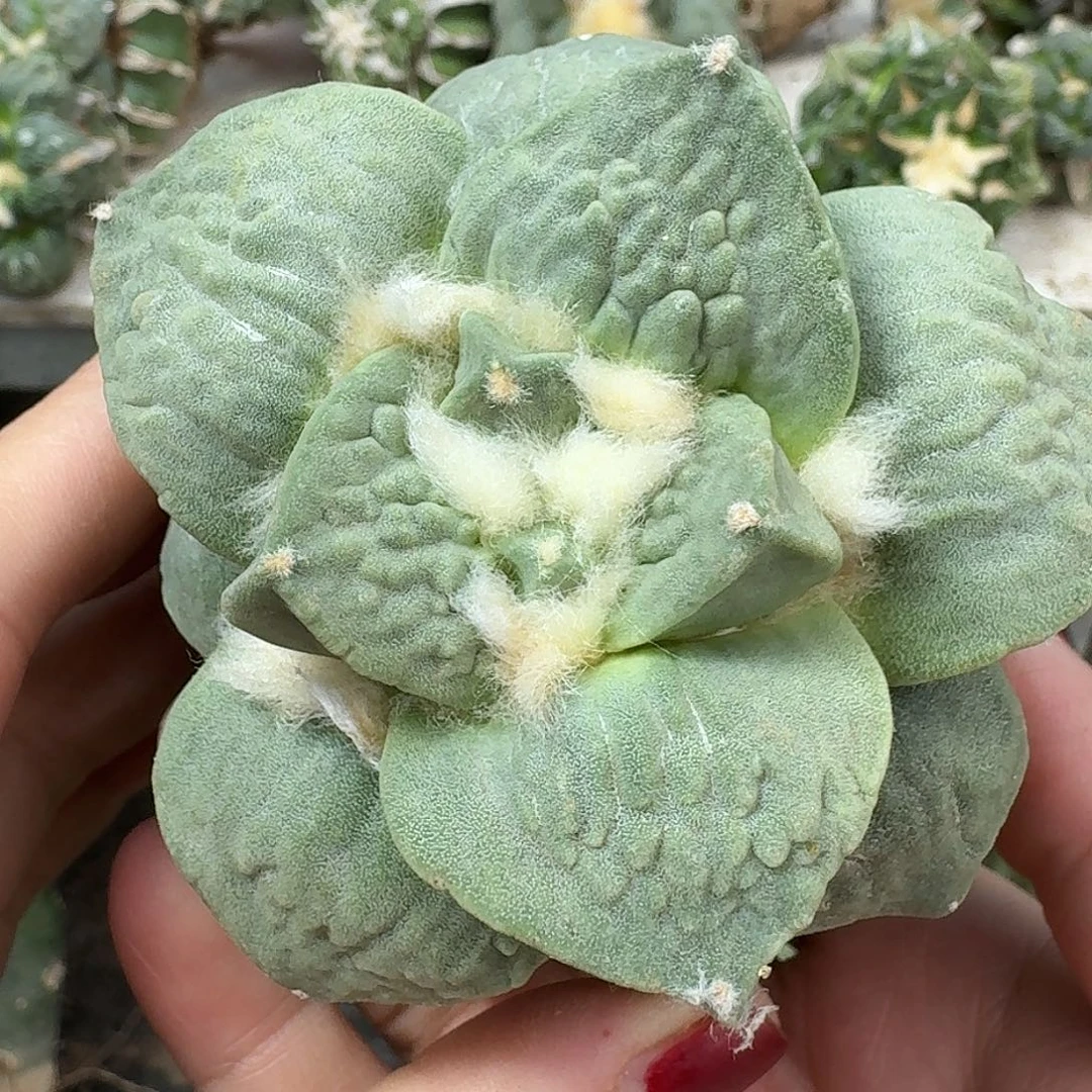 无花朵大尤厚尤怒涛牡丹328