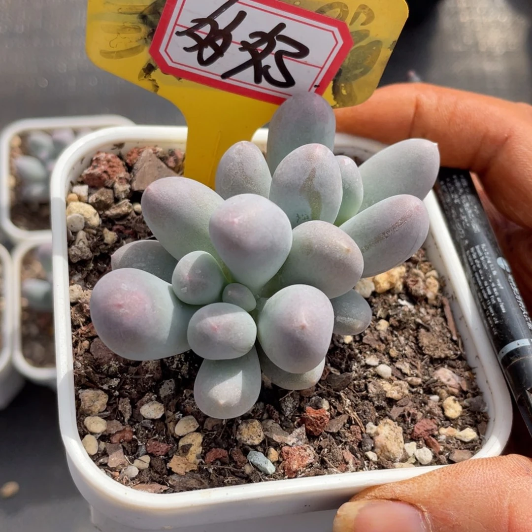 多*姐姐说都说自己没