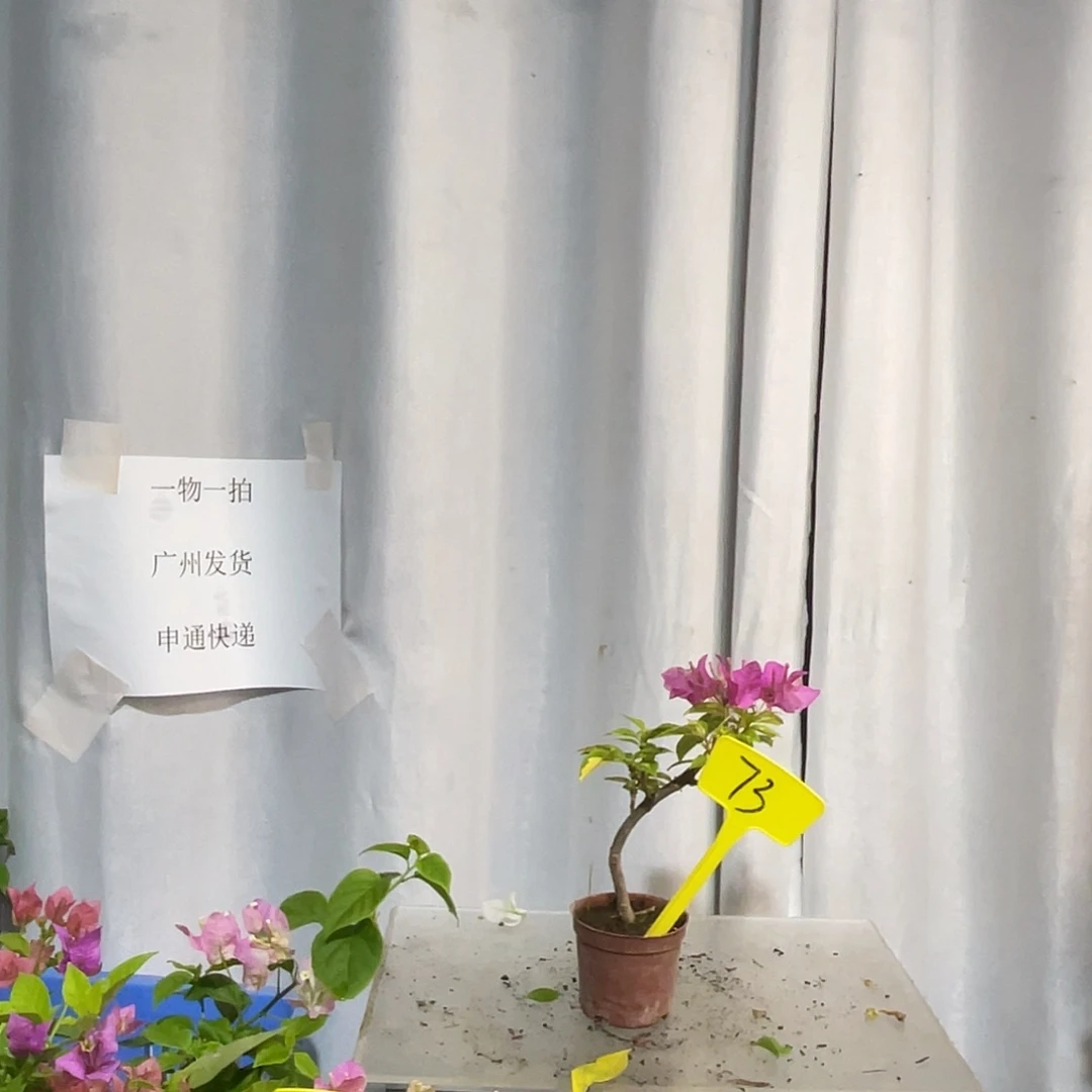 当前无花栽培后可以开花73金心双色掌中宝