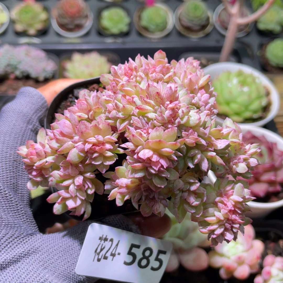 花利美24-585火焰杯缀化