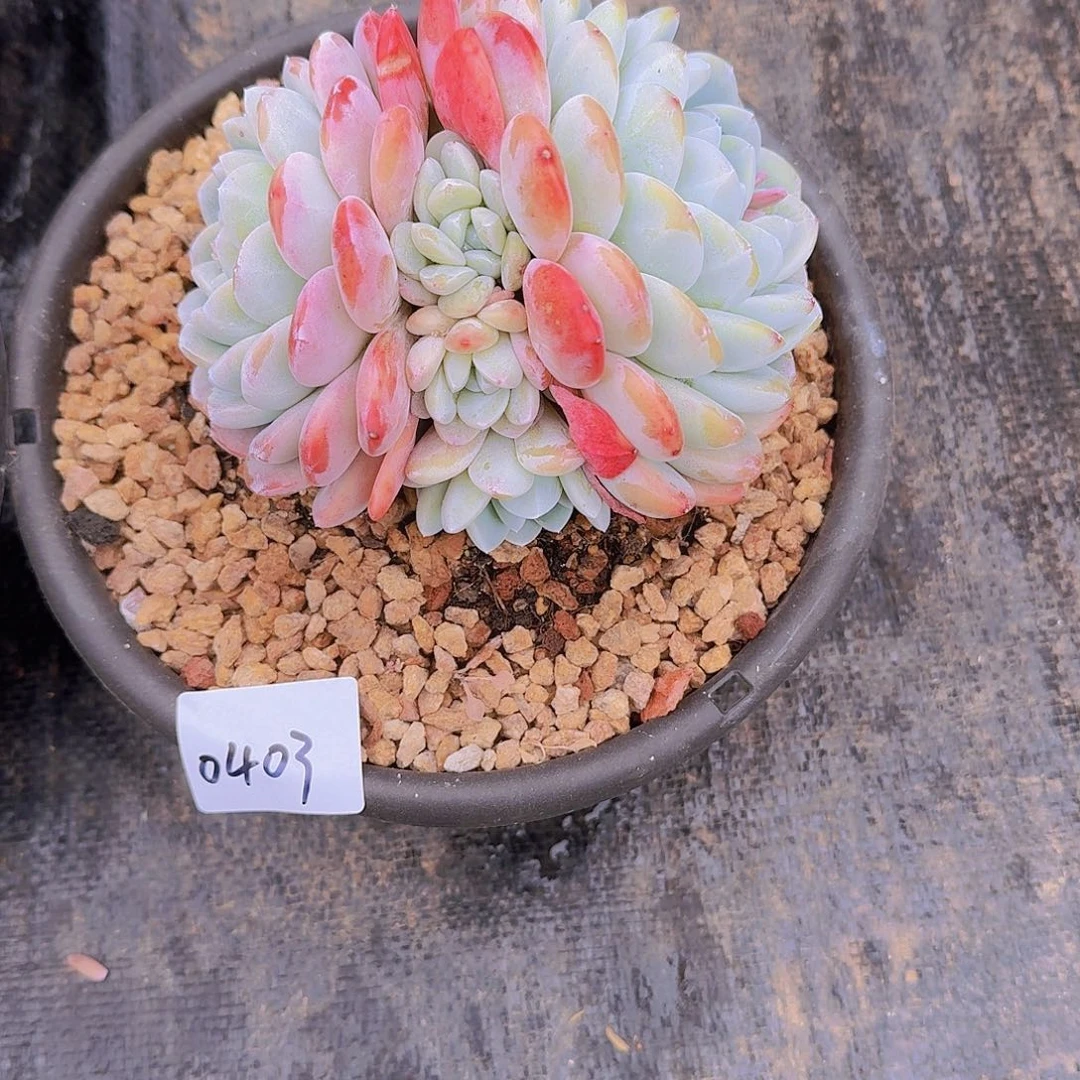 飞*0403冰玉多肉植物