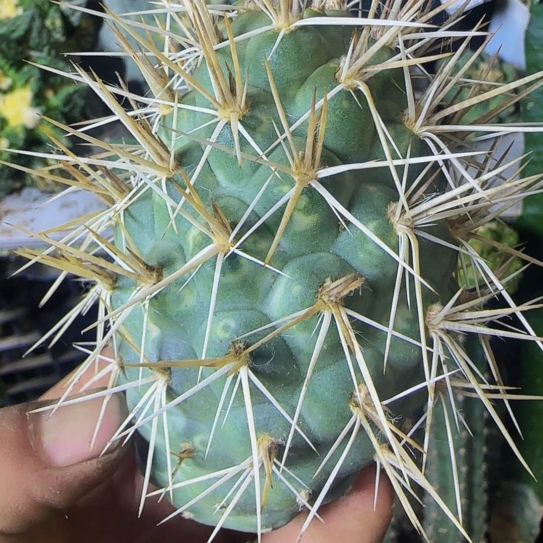 大型龙鳞白刺580