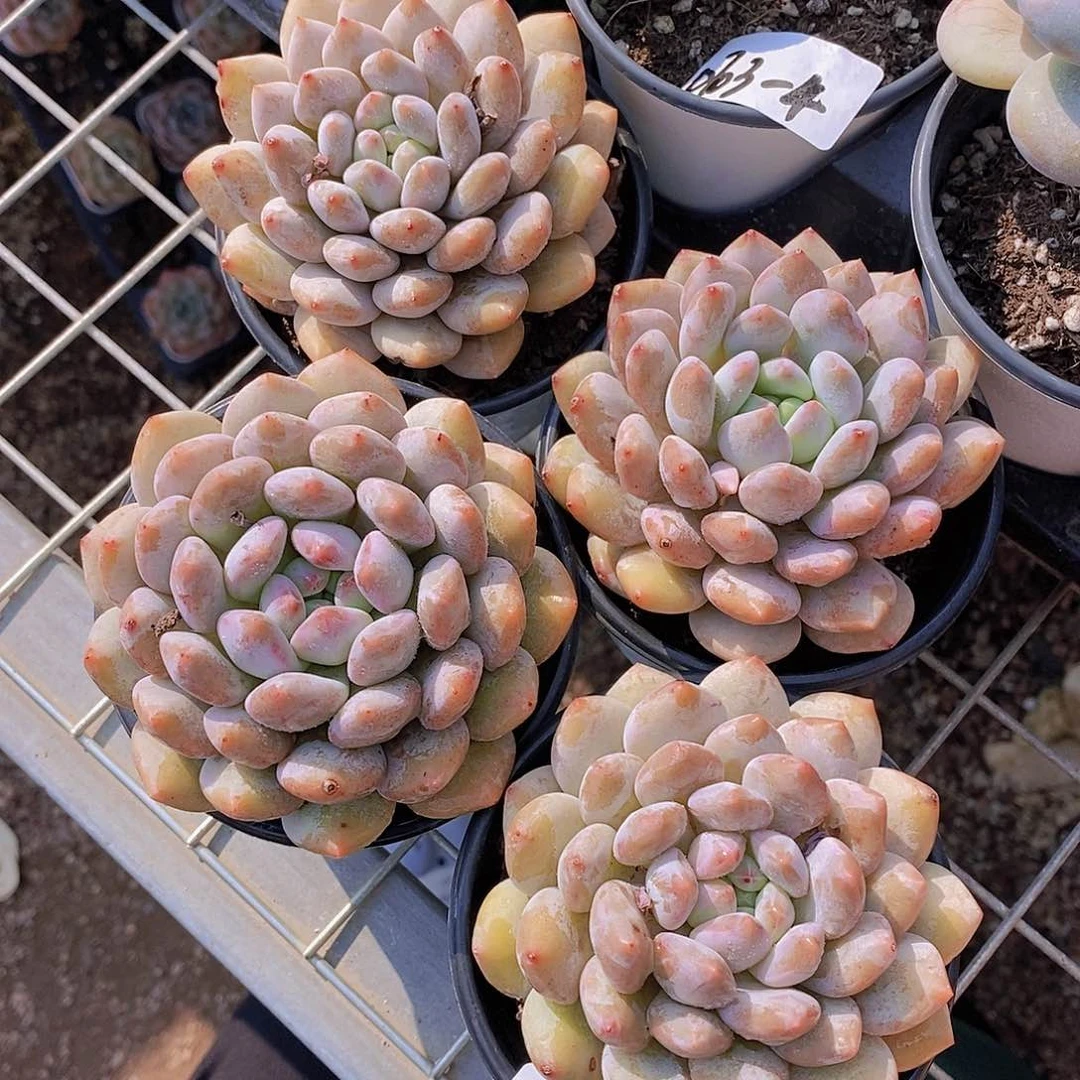 0703-33-大母本半夏单头一颗量拍