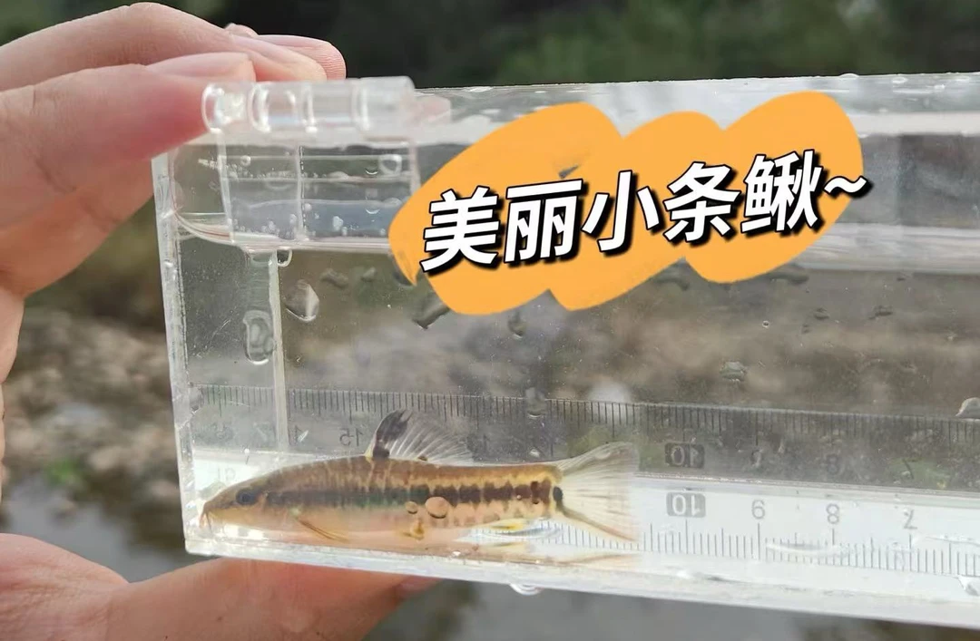 美丽小条鳅冷水鱼观赏鱼好养