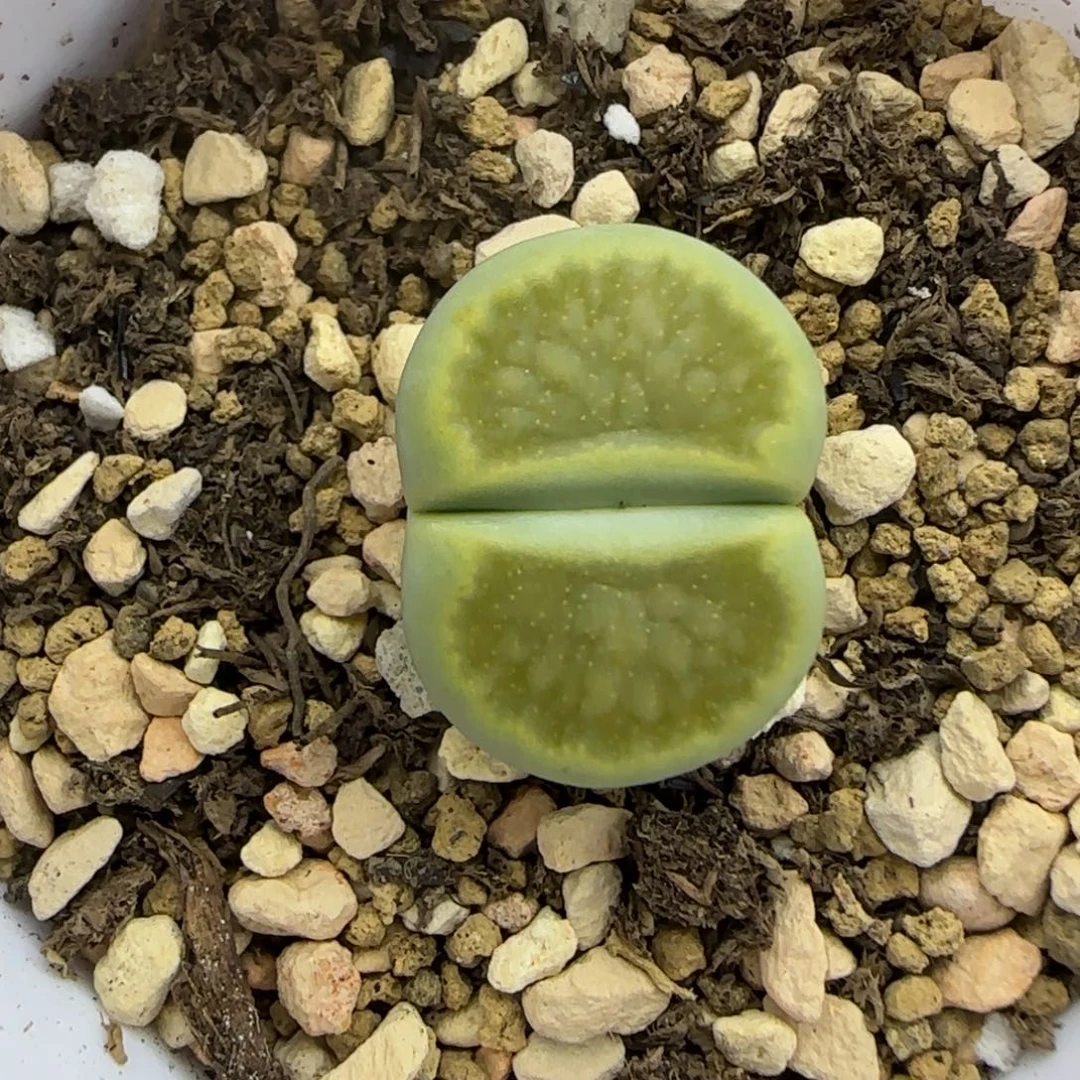 星空晕染绿菊大棚直播