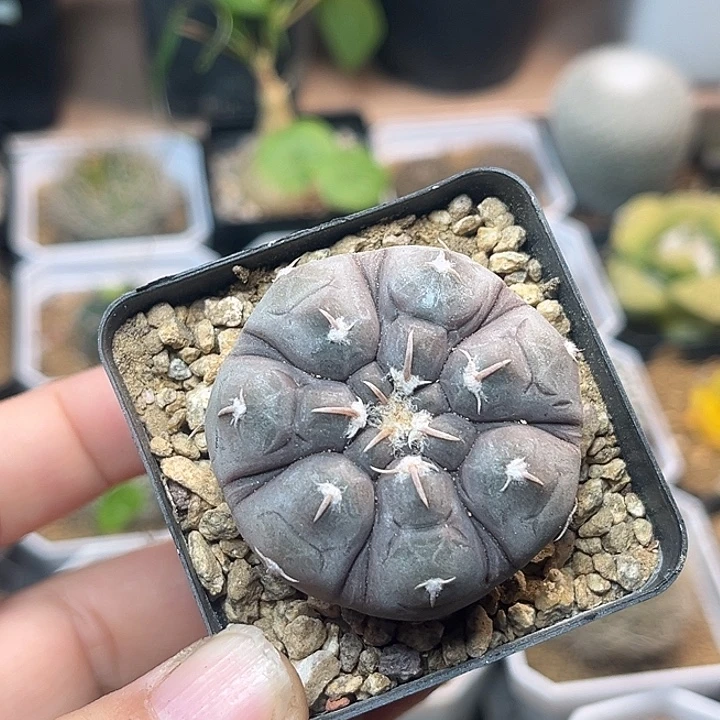 无花朵稀有腹棱满蜡铅皮4.1cm
