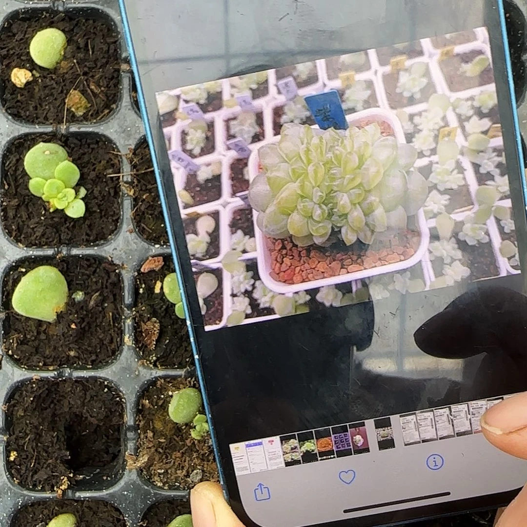 紫烟芝麻穴一个满25包邮